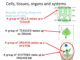 We did not find results for: Cells Tissues Organs And Systems Ppt Download