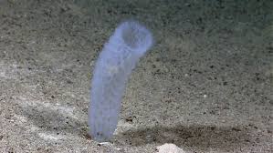 Pin On Subaquatic