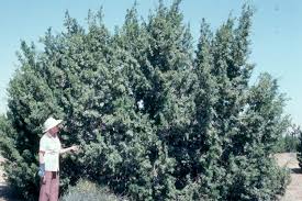 The site was donated to the state by arthur archie ripley, and preserves a remnant of joshua/juniper woodland which once grew in great abundance throughout the valley. Nature Trail Self Guided Tour