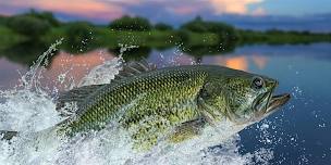 Backyard Bass