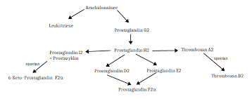 Maybe you would like to learn more about one of these? Prostaglandine