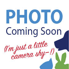 Check spelling or type a new query. Adopt Zeebo From Animal Welfare League Of Alexandria Animal Shelter