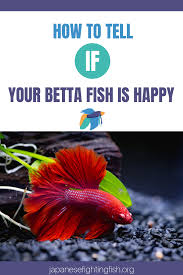 How To Tell If Your Betta Fish Is Happy Japanesefightingfish Org Betta Fish Betta Betta Fish Care
