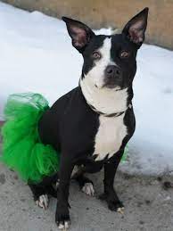 safe 03 18 15 was to be destoyed 03 18 15 brooklyn center p my name is zara my animal id is a1029404 i am a fem ausgestopftes tier haustiere tierheim