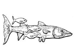 Free barracuda coloring pages to print for kids. 35 Free Fish Coloring Pages Printable