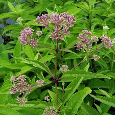 Image result for Pycreus mortonii