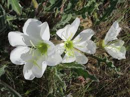 Image result for Loxodera caespitosa