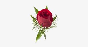 La casa de las flores, the house of flowers. Red Rose Boutonniere Colonial House Of Flowers 500x611 Png Download Pngkit