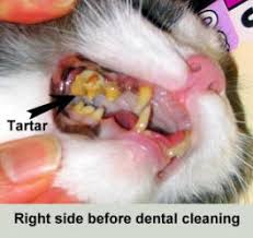 Gum disease may progress painlessly, producing few obvious signs, even in the late stages of the disease. Dental Problems In Cats Manhattan Cat Specialists Articles