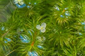 Image result for Hydrocharitaceae