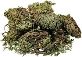 Image result for Selaginella afrorum