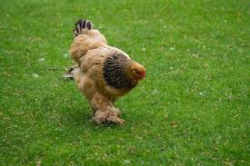 This frizzle feathered cochin bantam is a cockerel. Cochin Chickens 15 Unbelievable Things You Never Knew Poultry Feed Formulation