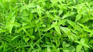 4 dokter kandungan saya memperbolehkan makan indomie dalam batasan 1 bulan sekali. Rumput Yang Berbahaya Untuk Kelinci Kelinci Kampung Youtube