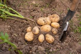 Wann, wie und womit man die starkzehrende kartoffel am wann sollte man seine kartoffeln am besten düngen? Kartoffeln Ernten Vorgehen Erntezeit Plantura