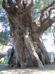 Yew Close To St Georges Church Crowhurst United Kingdom Ancient Yew Tree Ancient Tree Weird Trees
