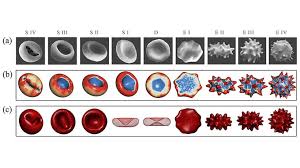 Image result for Red Blood Cell