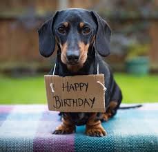 Free printable dachshund with puppies coloring pages available in high quality image and pdf format. Pin Von Barbara Deutsch Auf Bassotto Hund Geburtstag Glucklicher Geburtstag Humor Geburtstag