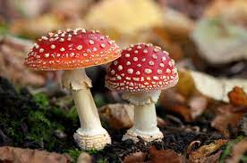 Are Magic Mushrooms The Key To Quitting Smoking Recent Study Found 12 Out Of 15 Volunteers Found Success
