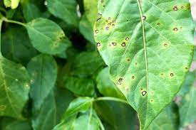 Check spelling or type a new query. Pepper Plant Diseases And Problems Pictures Pepper Geek