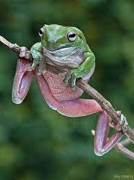 Hanging On Frog And Toad Cute Frogs Tree Frogs