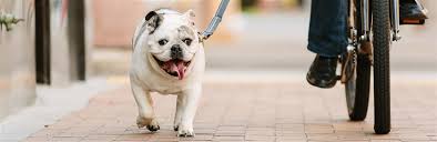 Have an exotic pet (i.e. Dog Puppy Insurance Plans Pets Best