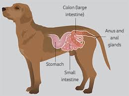 Blood In Your Dog S Poo Pdsa