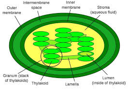 Check spelling or type a new query. Draw And Label The Ultrastructure Of Chloroplast Shefalitayal