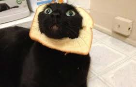 Pin On Lolpets