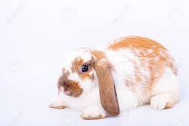 Maybe you would like to learn more about one of these? Little Cute White And Brown Bunny Rabbit Stay On White Background Stock Photo Picture And Royalty Free Image Image 122672782