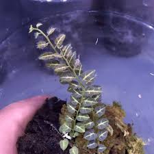 Image result for Solanum sp. A