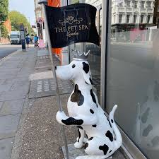 Find the leading pet salons and spas in london for professional grooming services. The Pet Spa Pet Service In Kensington And Chelsea