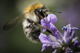 Nectar is a loyalty card scheme in the united kingdom, run by nectar 360 ltd. How Do Bees Drink Nectar Exactly Science Times