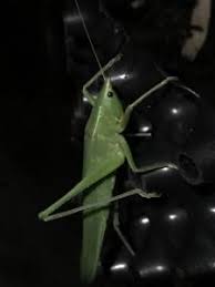 Image result for Ruspolia australis