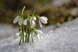 Snowdrop Flowers In All Their Splendor Farmside Landscape Design