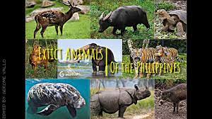 Extinct Animals Of The Philippines Youtube