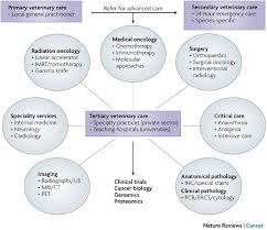 In the beginning stages, many dogs show no clinical signs. Translation Of New Cancer Treatments From Pet Dogs To Humans Nature Reviews Cancer