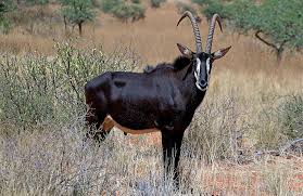 Riccio africano in vendita in animali: Antilopi Kenya Vacanze