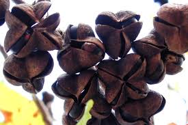 Image result for Eulophia obscura