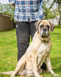 Adopting gentle giant dog Simba in Perth
