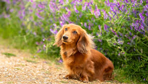 We did not find results for: Dachshund Miniature Long Haired Dog Breed Purina