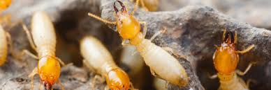 Check spelling or type a new query. Nos Trucs Et Astuces Pour Se Debarrasser Naturellement Des Termites