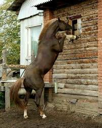 Pin By Amanda Amos On Horses In 2020 Horses Beautiful Horses Funny Horses