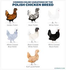 Check spelling or type a new query. Polish Chicken Breed Guide Eco Peanut