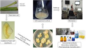 Check spelling or type a new query. Plant Stem Cells What We Know And What Is Anticipated Springerlink