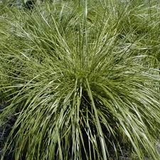 Image result for Deschampsia