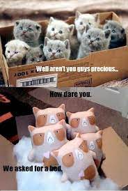 Grumpy Cat Stuffed Animal Meme By Claire Ernstsen Www Gypsygarden Etsy Com Grumpy Cat Grumpy Cat Stuffed Animal Handmade Stuffed Animals
