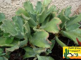 We did not find results for: Plantes Grasses Mediterraneennes