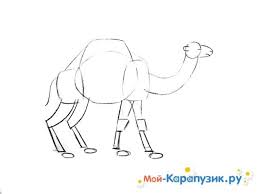 The back of the hind leg will line up with the camel's back you drew earlier. How To Draw A Camel With A Pencil Step By Step How To Draw A Camel The Forum Is Closed Easy To Draw A Camel With The Necessary Materials