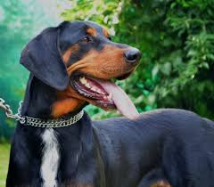 Image result for sedmihradský honič