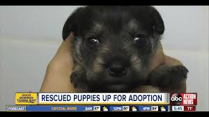 All about puppies, tampa, hillsborough county, florida, united states — location on the map, phone, opening hours photo all about puppies, tampa, hillsborough county, florida, united states. Designer Dogs Seized From Breeder Priced At Nearly Four Times The Regular Fee
